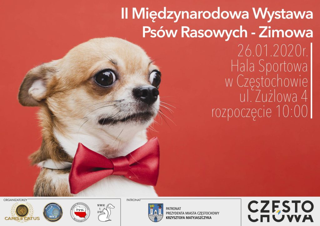 Międzynarodowa Wystawa Psów Rasowych w HSC